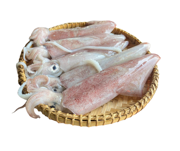 Mực ống tươi loại 1