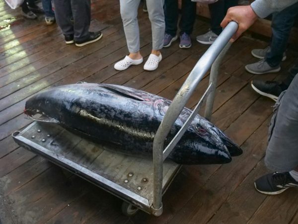 Thịt cá ngừ đại dương - Hình ảnh 5