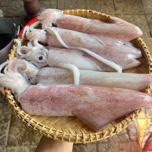 Mực ống tươi - loại 1
