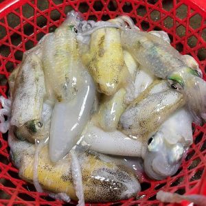 Mực lá tươi - loại 1