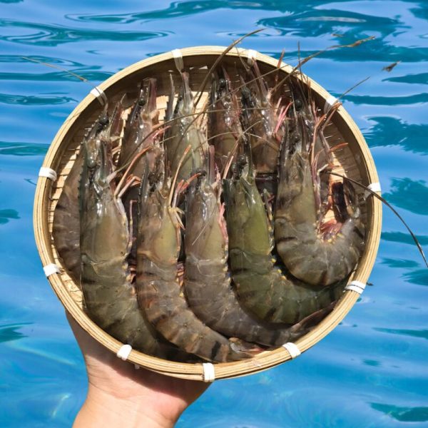 Tôm xú biển – ngọt chắc thịt - Hình ảnh 2