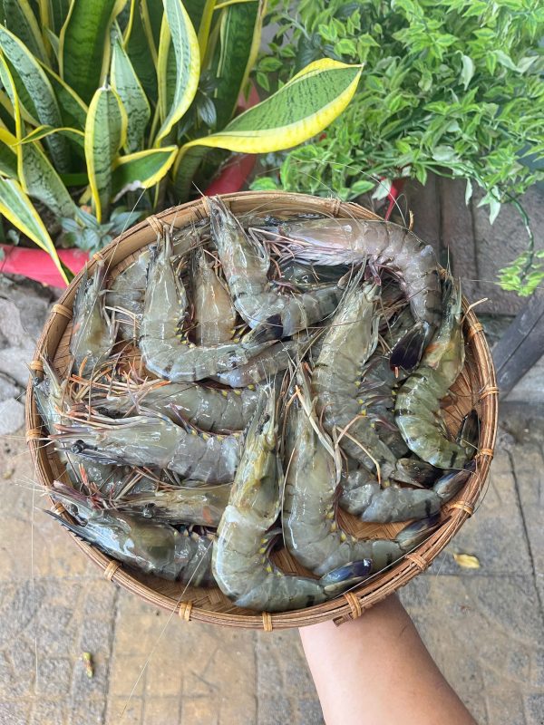 Tôm xú biển – ngọt chắc thịt - Hình ảnh 4