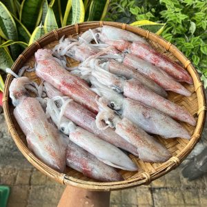 Mực ống tươi – Loại 3