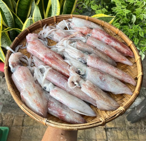Mực ống tươi – Loại 3