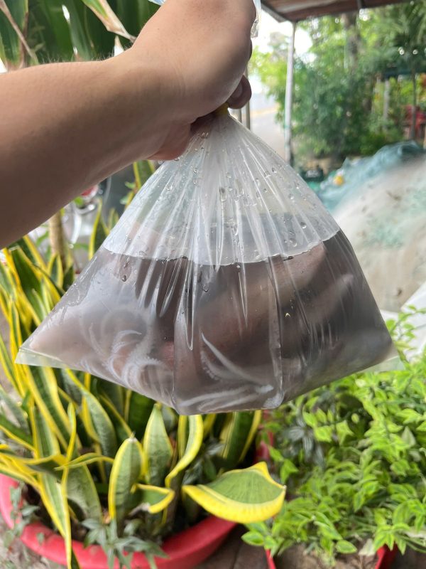 Mực ống tươi – Loại 3 - Hình ảnh 2