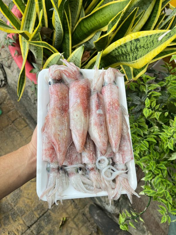 Mực ống tươi – Loại 3 - Hình ảnh 3