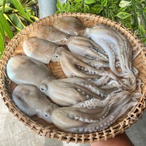 Bạch Tuộc