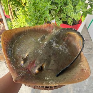 Cá đuối vàng