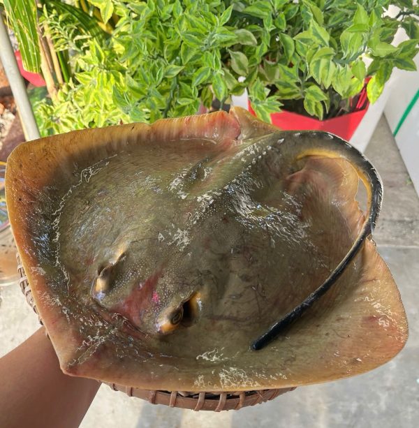 Cá đuối vàng