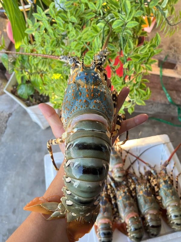 Tôm hùm bông - Hình ảnh 5
