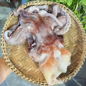 Đầu mực lá đại dương
