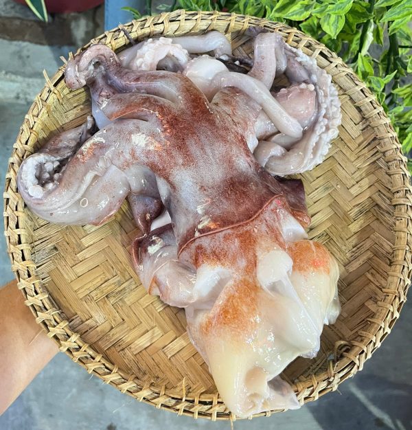Đầu mực lá đại dương