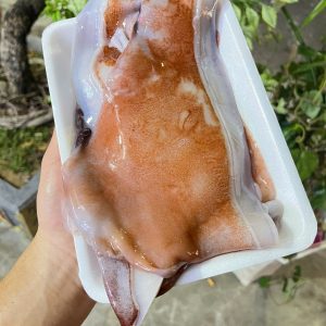 Tai mực lá đại dương