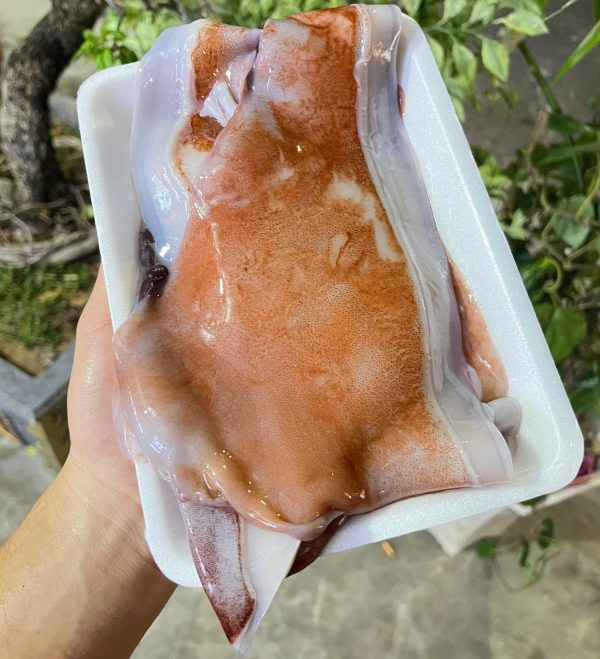 Tai mực lá đại dương