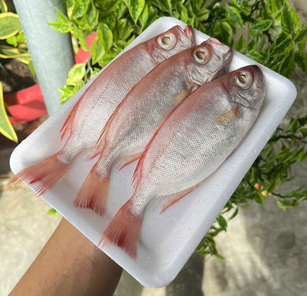 Cá sơn thóc