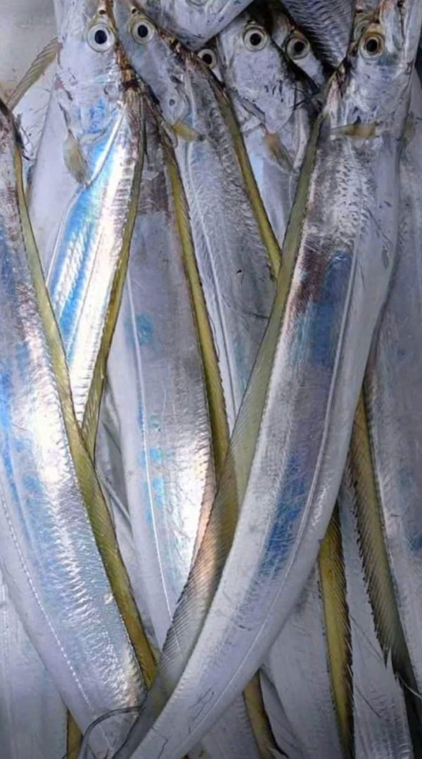 Cá hố - Hình ảnh 2
