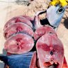 Cá ngừ sọc (cắt lát)
