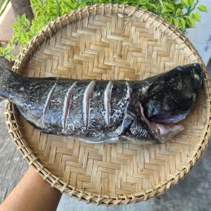 Cá mú biển làm sạch nguyên con