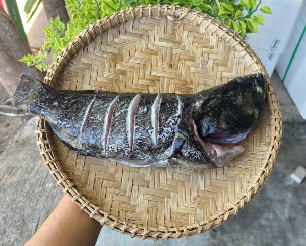 Cá mú biển làm sạch nguyên con