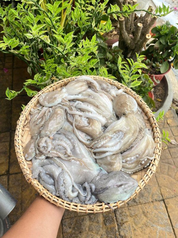 Bạch Tuộc - Hình ảnh 2