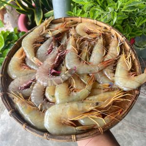 Tôm chì biển size lớn