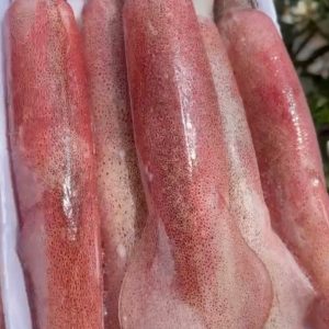 Mực gim trứng 10/12 con