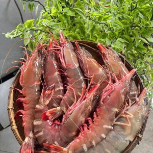 Tôm Sú Biển Thiên Nhiên Size Đại 6–10 con/kg