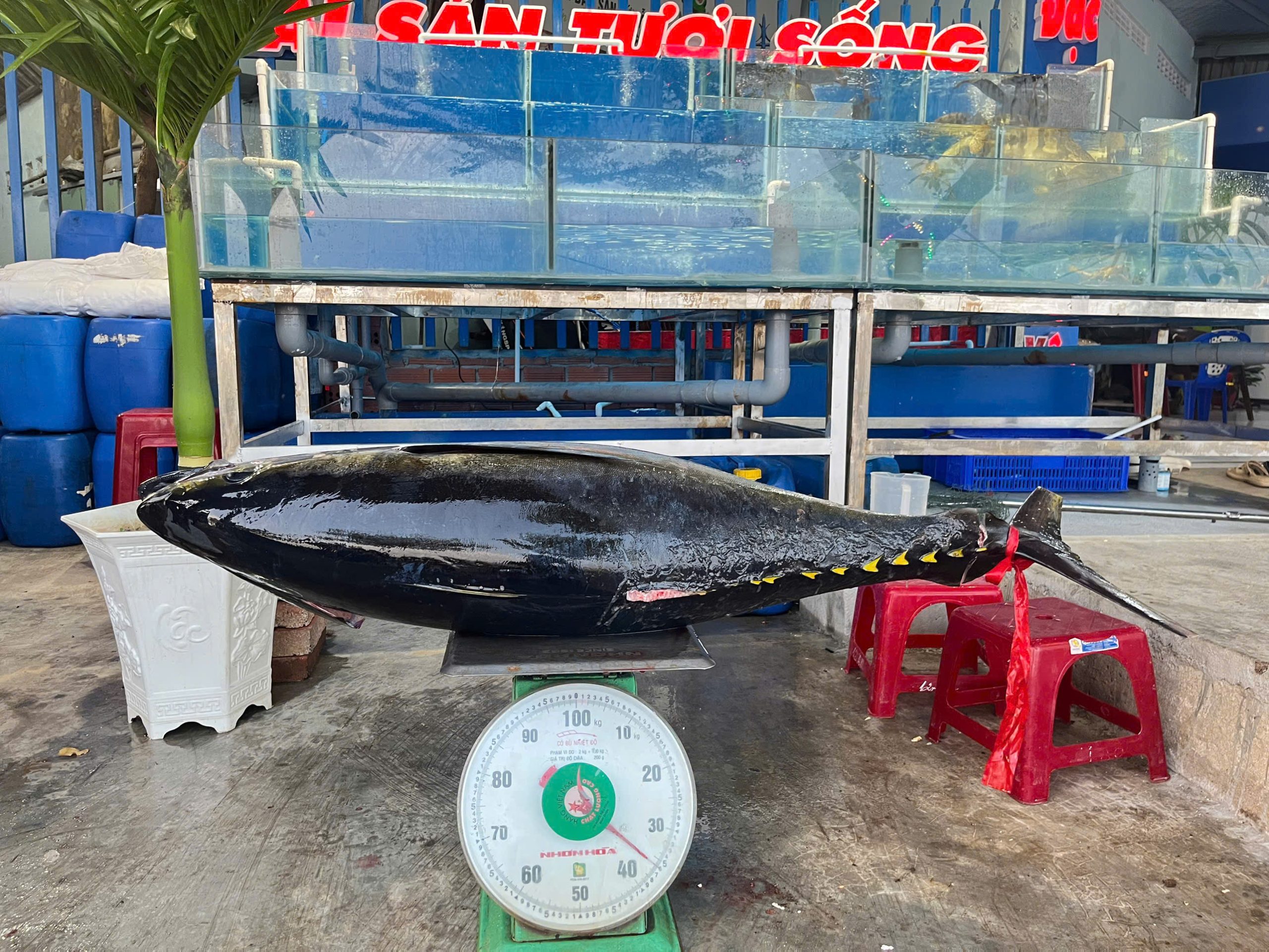 Cá ngừ đại dương nguyên con size 20kg->40kg