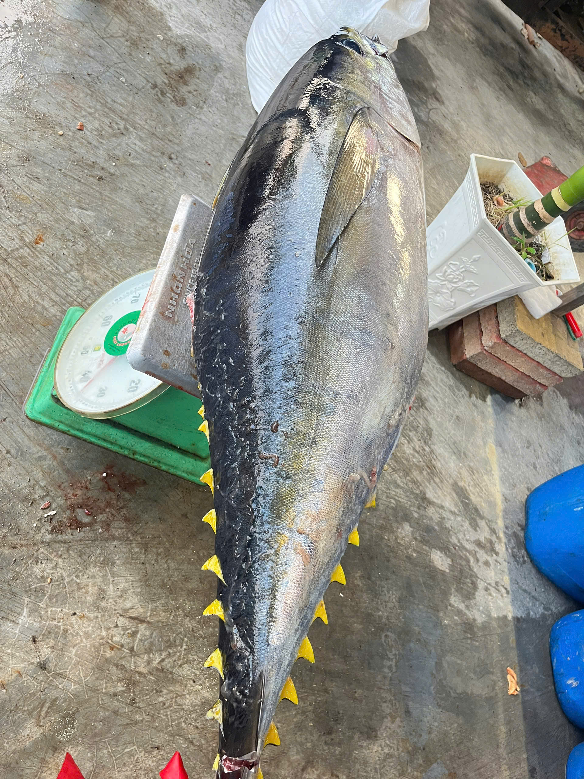 Cá ngừ đại dương nguyên con size 20kg->40kg - Hình ảnh 3